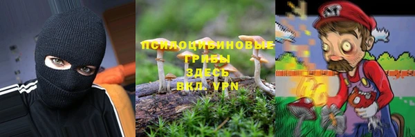 прущие грибы Осинники